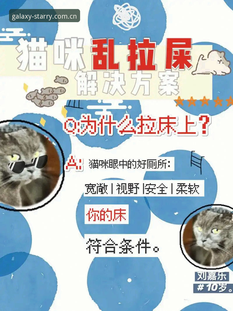 资深用户聊聊星空白猫棋牌同类站点：三年实战经验分享